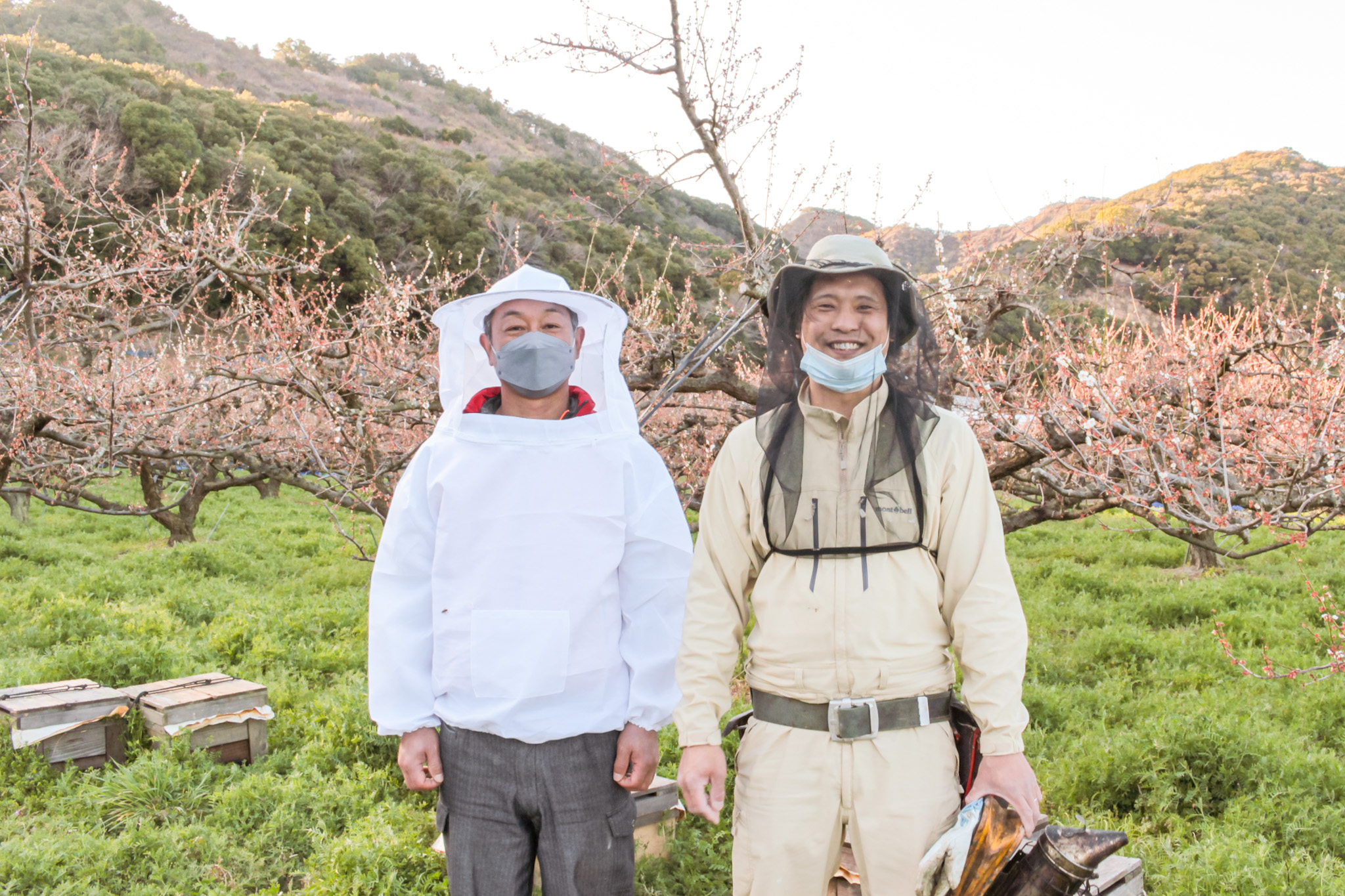 梅生産農家と養蜂家