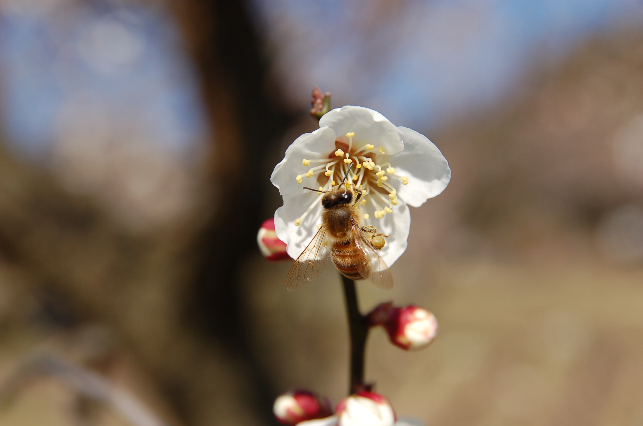 梅の花に訪れるミツバチ