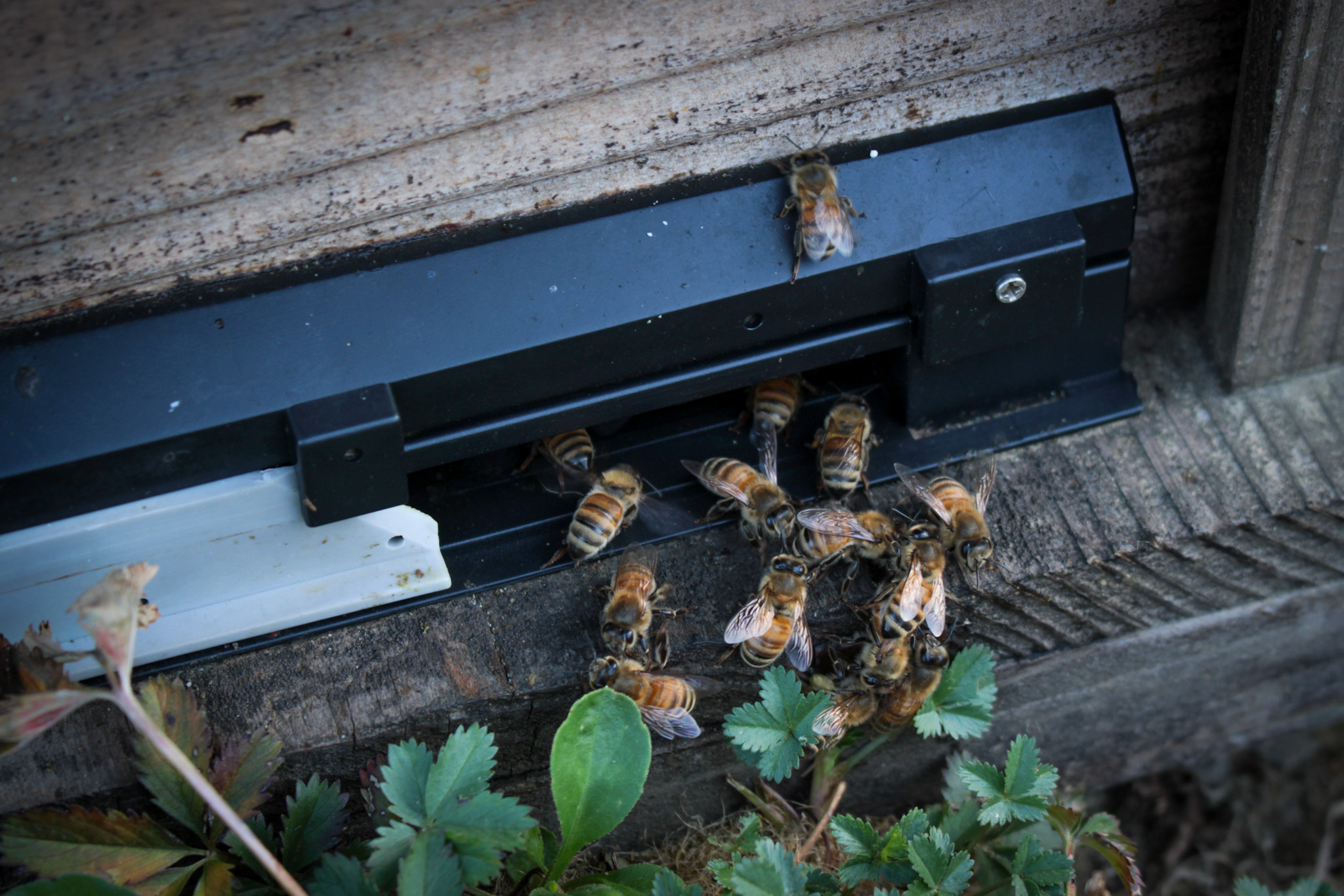 巣箱を出入りするミツバチたち