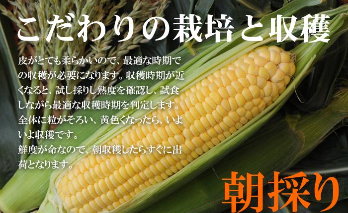 トウモロコシ 和歌山県とんだ産 朝採りとうもろこし ゴールドラッシュ 生で食べられる甘い玉蜀黍4