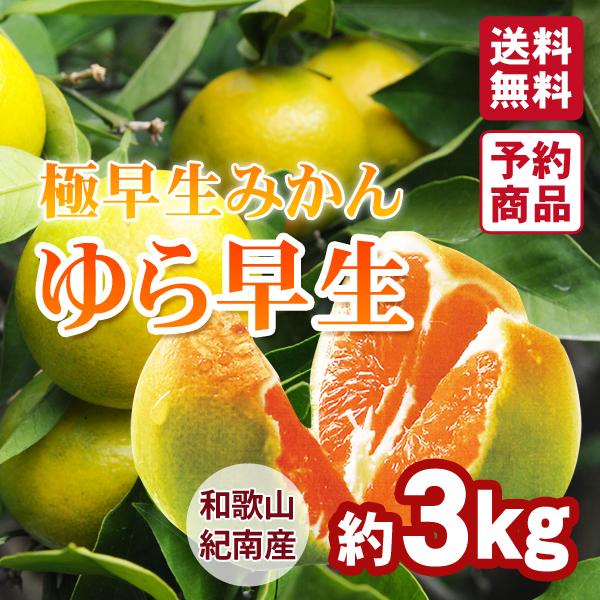 ゆら早生（極早生みかん）