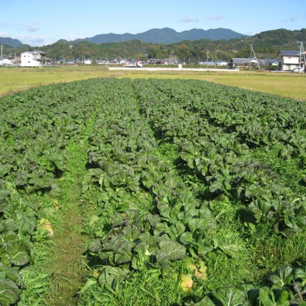 絶品高菜キムチ