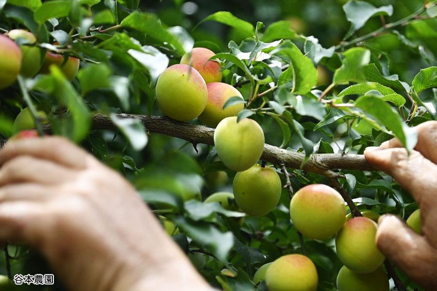 本格梅酒「うめのわ」 飲み比べセット2