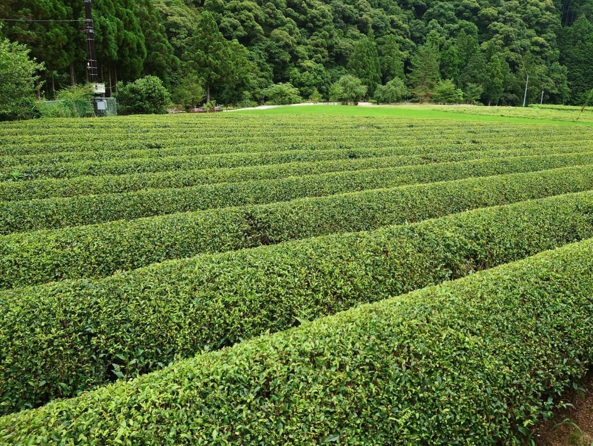 玉緑茶（色川茶）2