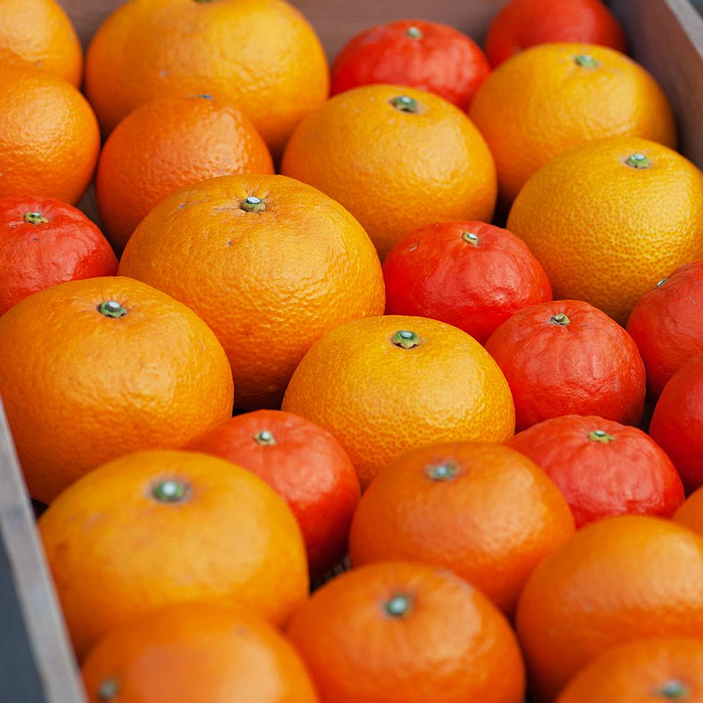 柑橘ジュース（ゆらみかん・甘夏・さつき八朔・セミノール）250ミリ×4瓶セット3