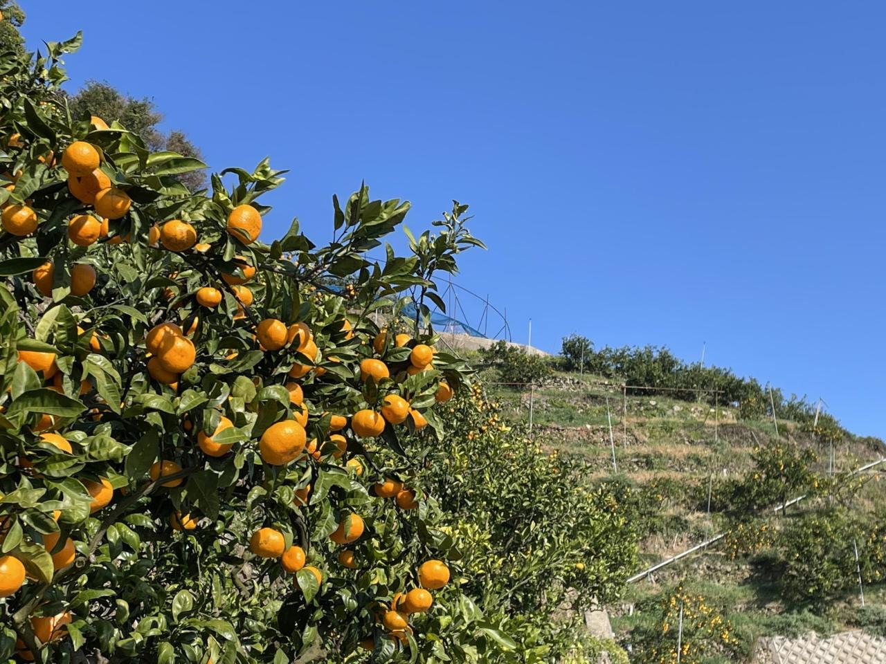 100%ピュアジュース3本セット2