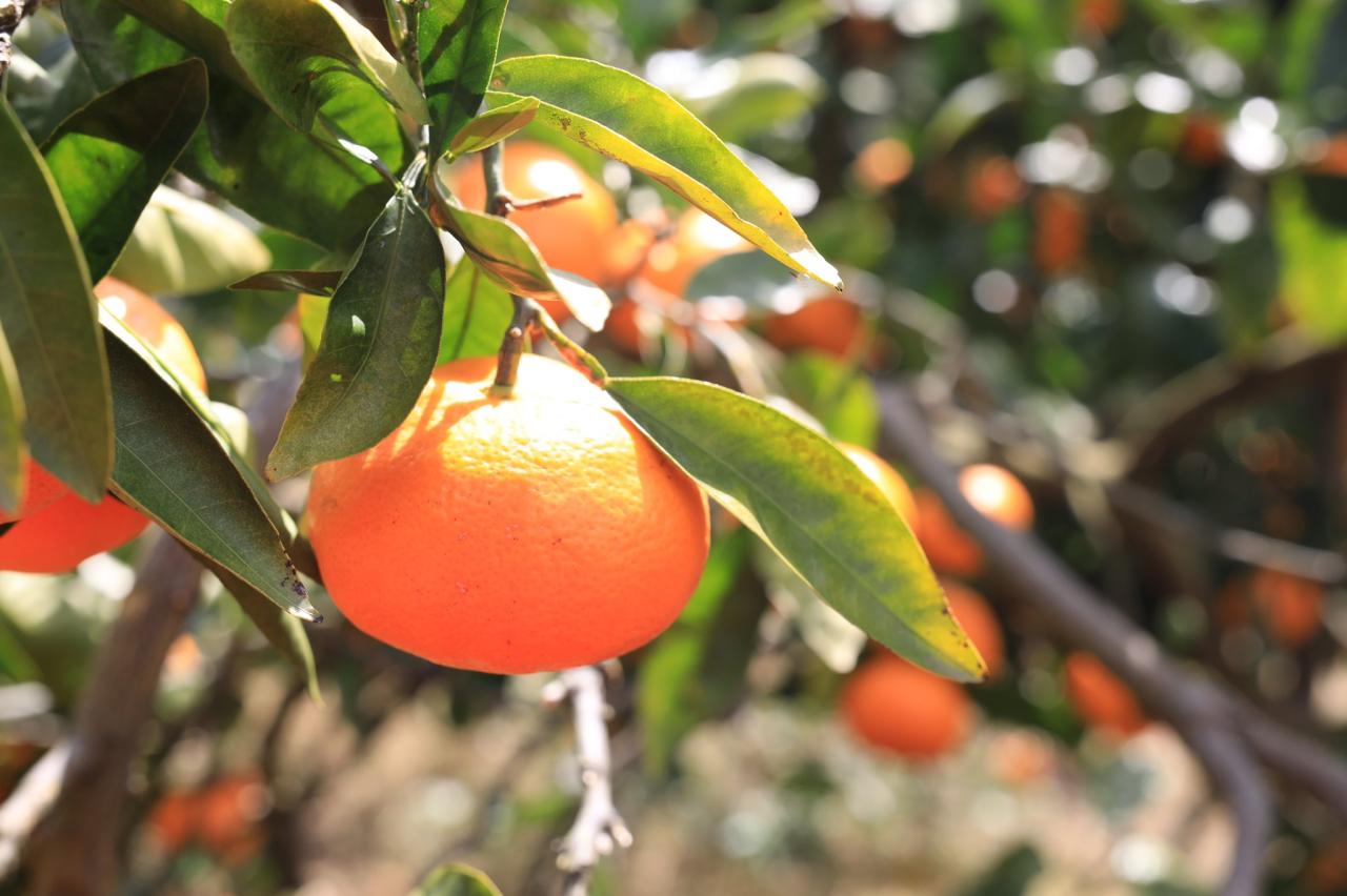 100%ピュアジュース8本ギフトセット2