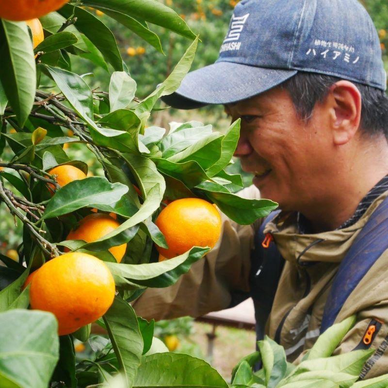 田口早生みかん　サイズ混合送料込み5