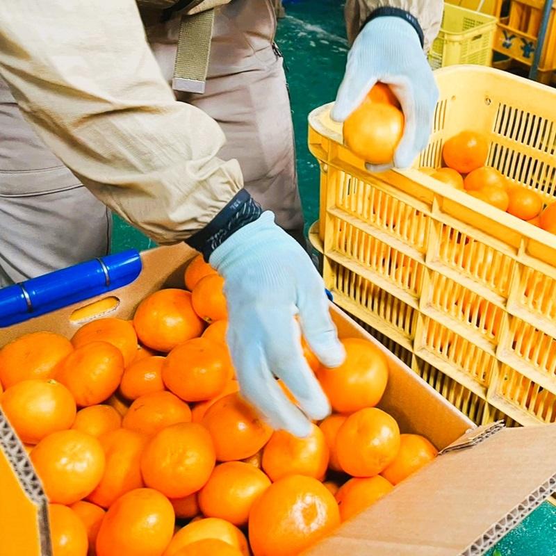 下津町特産　蔵出しみかん　サイズ混合送料込み5