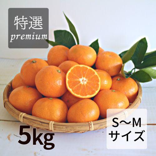 【特選】木成り完熟温州みかん 5kg (S・Mサイズ)2