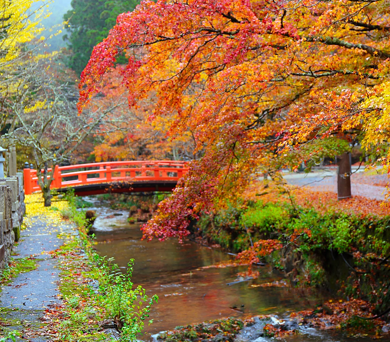高野山の赤い橋と紅葉
