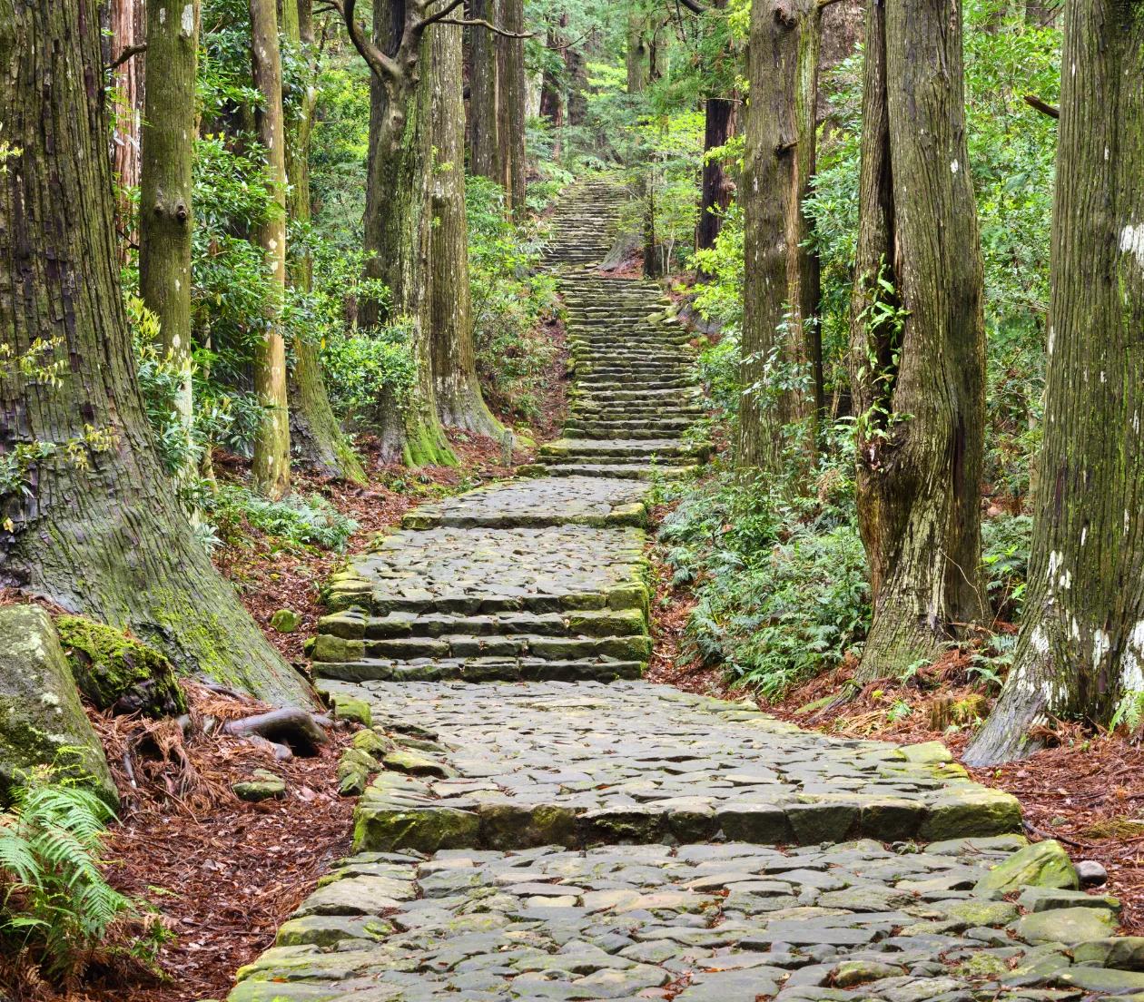 緑豊かな熊野古道と石造りの道