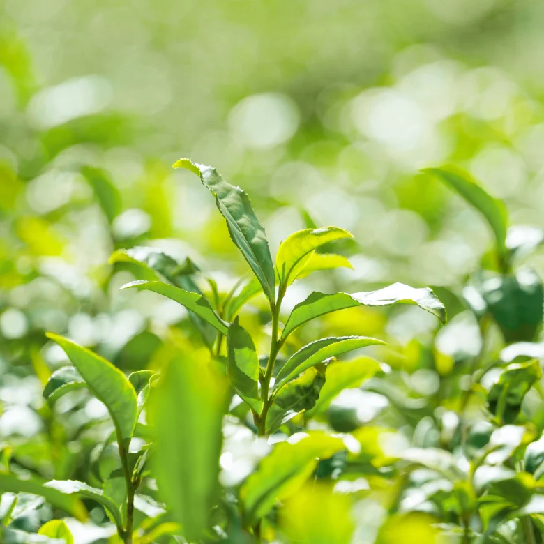 茶畑に生えるお茶の葉っぱ