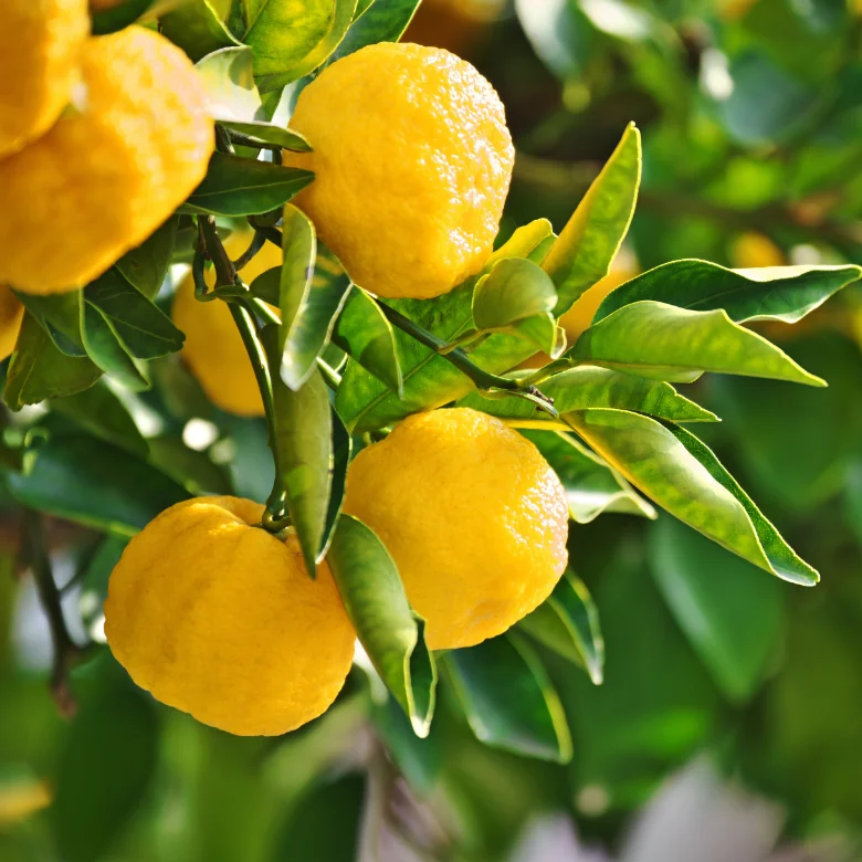 木になった柚子