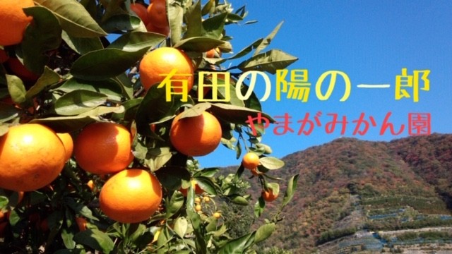 みかん、柑橘類 | おいしく食べて和歌山モール