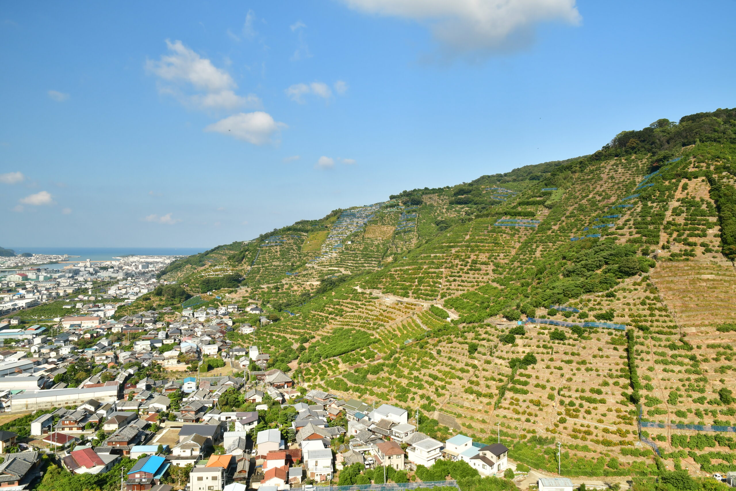 世界農業遺産「有田・下津地域の石積み階段園みかんシステム」が認定されました！