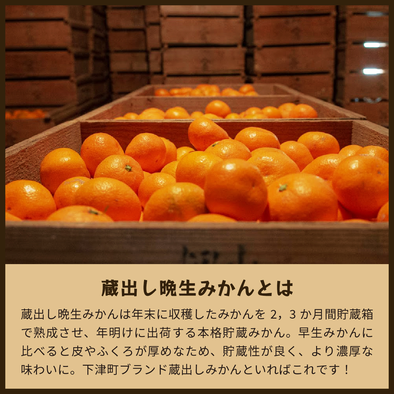 蔵出しみかん晩生