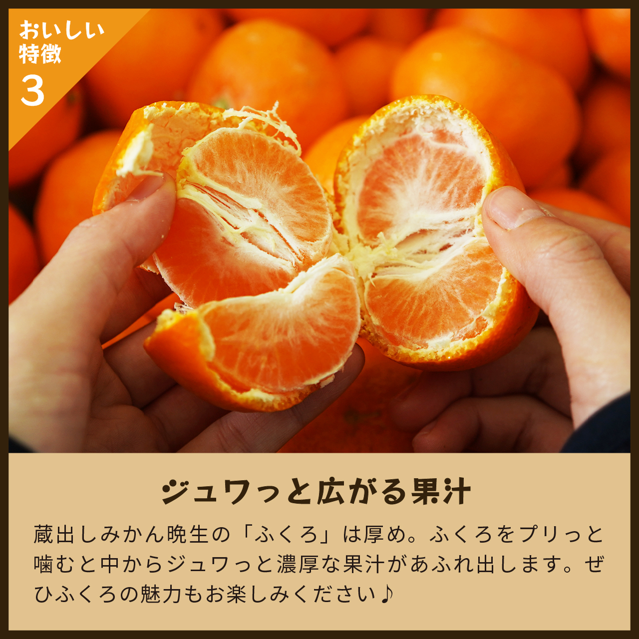蔵出しみかん晩生